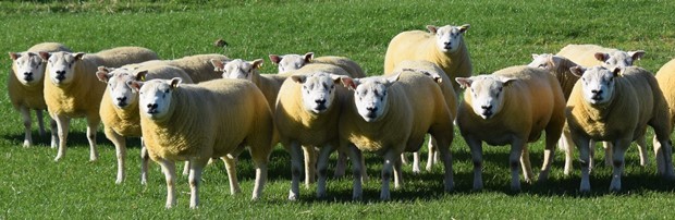 Airies tup lambs